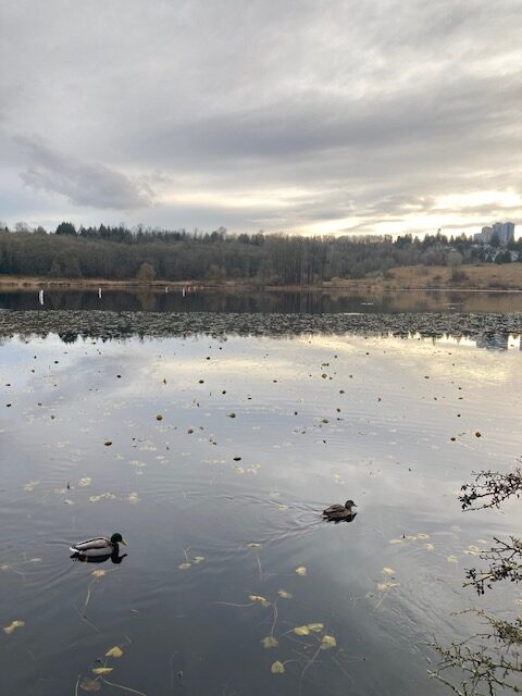 Ducks in a lake