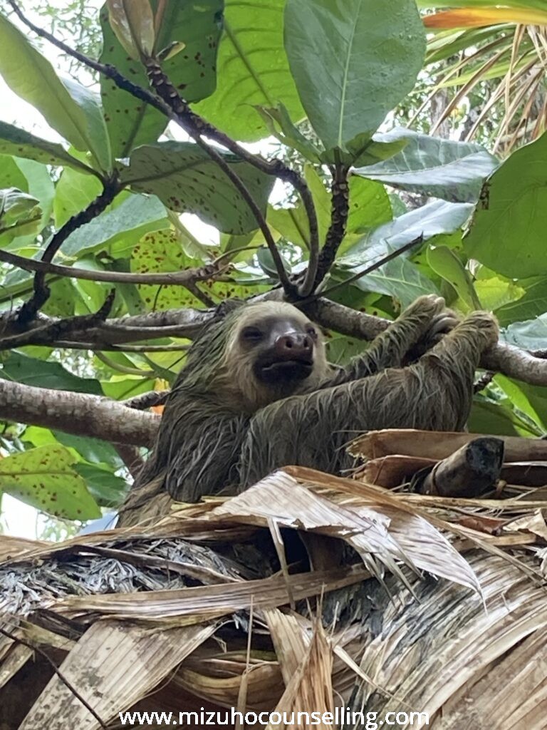 two-toed sloth